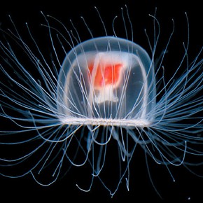 Politicians & Jellyfish